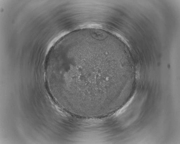 X0000066091117200603241450