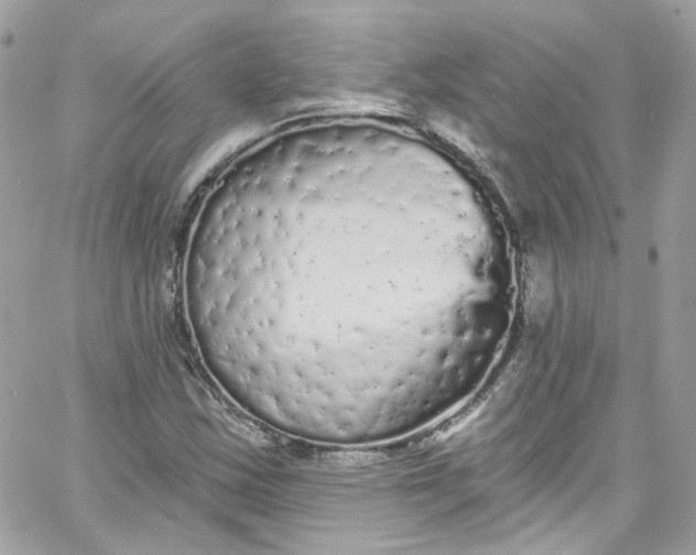 X0000066091163200603241449