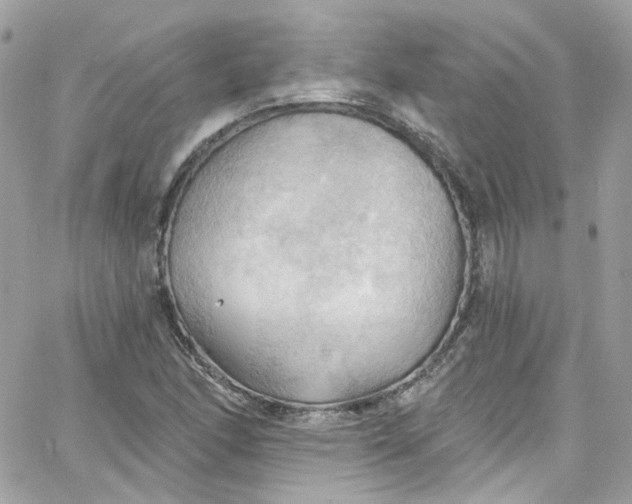 X0000066091166200603241449