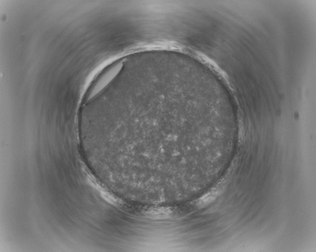 X0000066091174200603241449