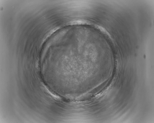 X0000066091217200603241448