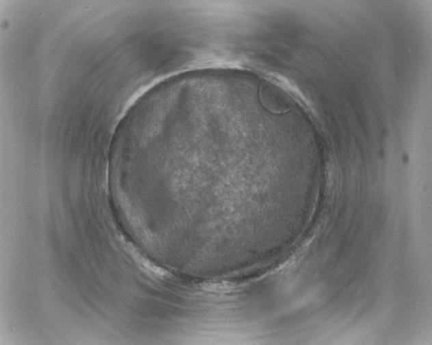 X0000066091220200603241448