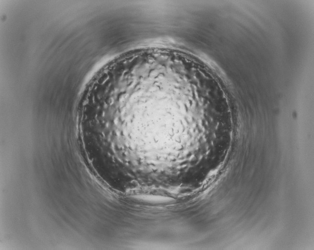 X0000066091224200603241448