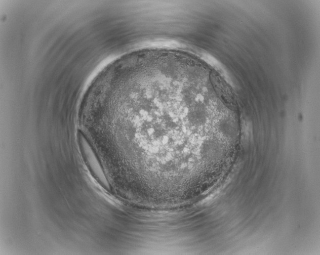 X0000066091232200603241449