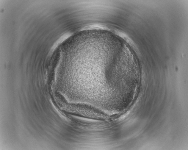 X0000066091233200603241449