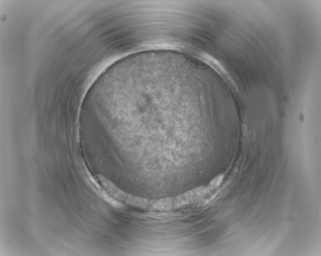 X0000066091236200603241449