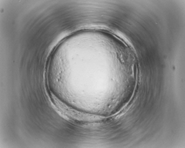 X0000066091237200603241449