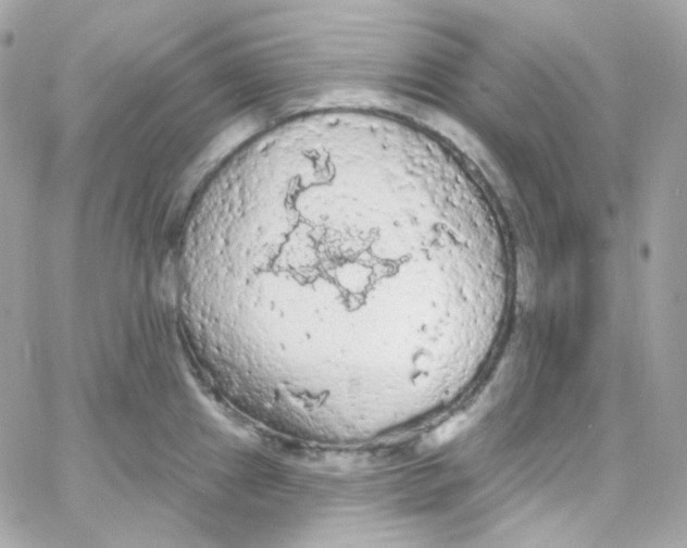 X0000066091241200603241449