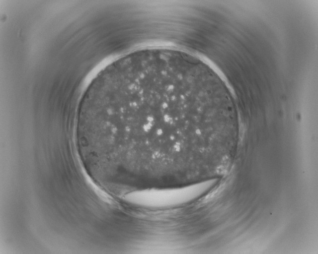 X0000066091245200603241449