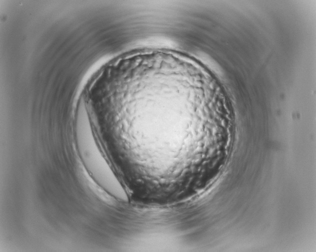 X0000066091248200603241449