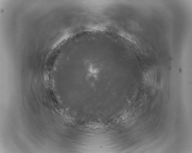 X0000066091254200603241448