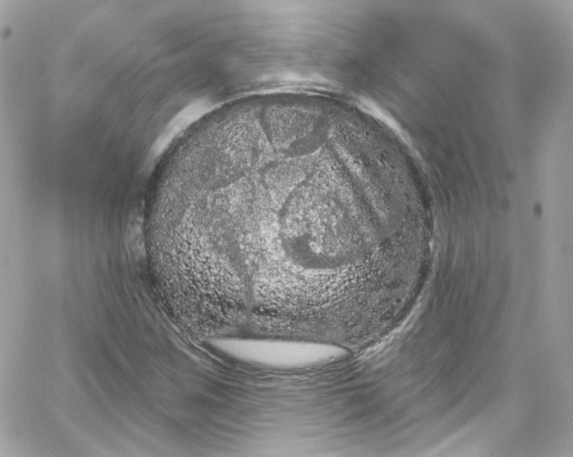 X0000066091259200603241448