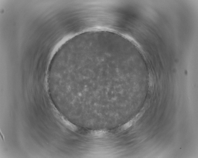 X0000066091278200603241448