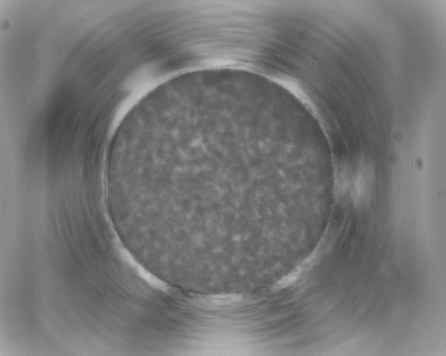 X0000066091294200603241447