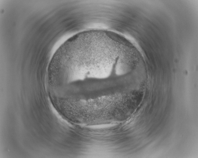 X0000066091295200603241447