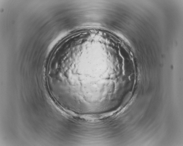 X0000066091325200603241447