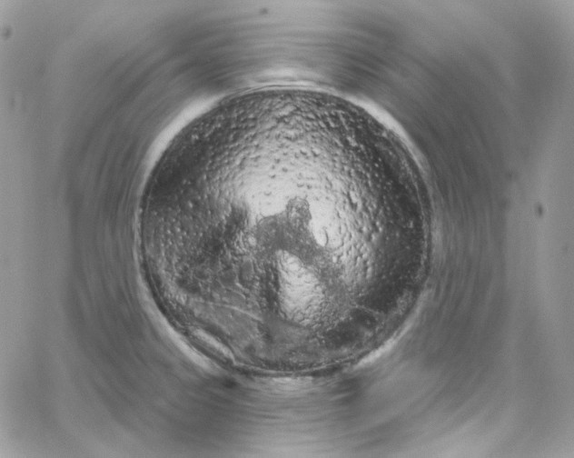 X0000066091333200603241447