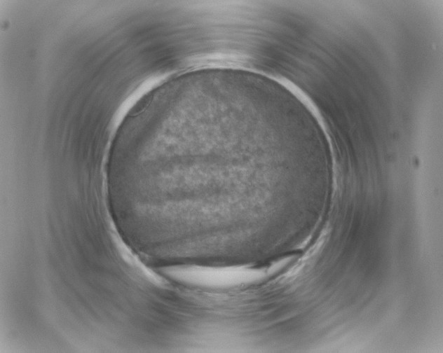 X0000066091341200603241447