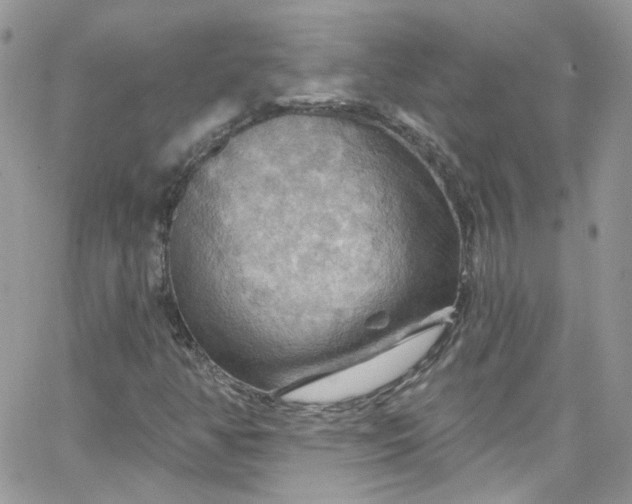 X0000066091350200603241446