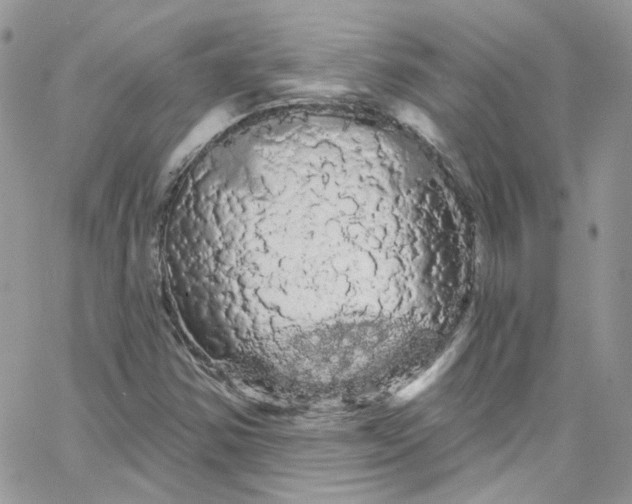 X0000066091354200603241446