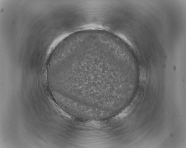 X0000066091358200603241446