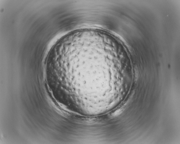 X0000066091371200603241446