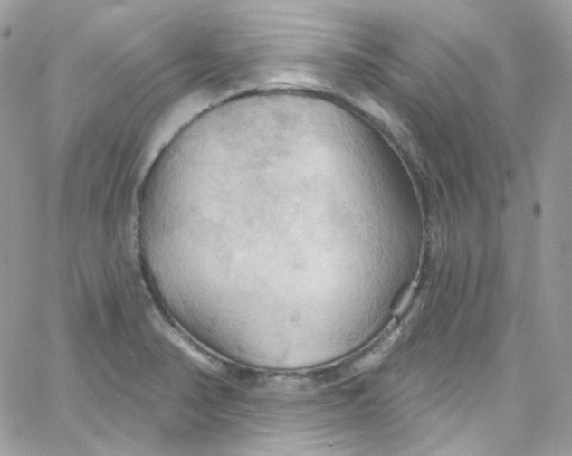 X0000066091374200603241446