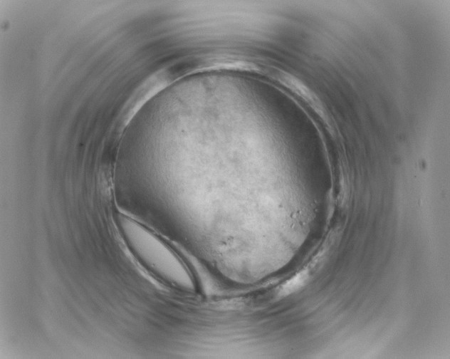 X0000066091377200603241446