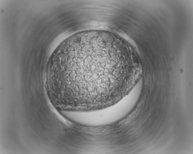 X0000066091383200603241446