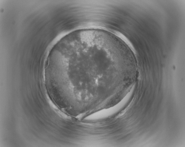 X0000066091388200603241446