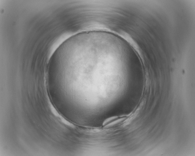 X0000066091390200603241446