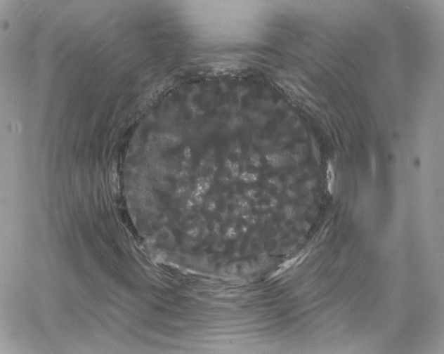 X0000066091395200603241445