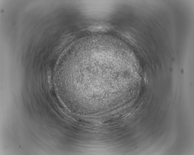 X0000066091396200603241445