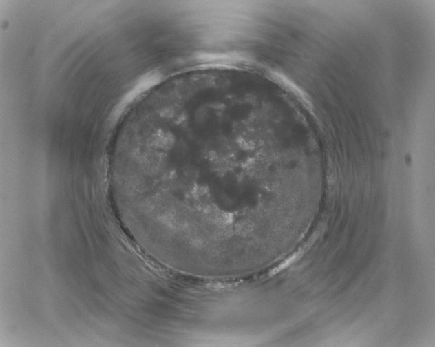 X0000066091411200603241445