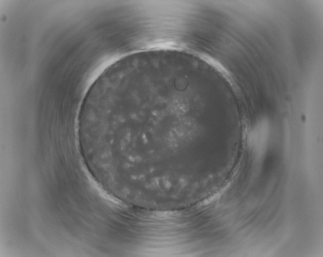 X0000066091423200603241445