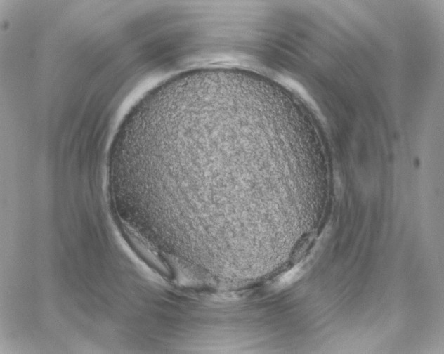 X0000066091424200603241445