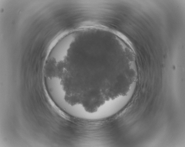 X0000066091431200603241446