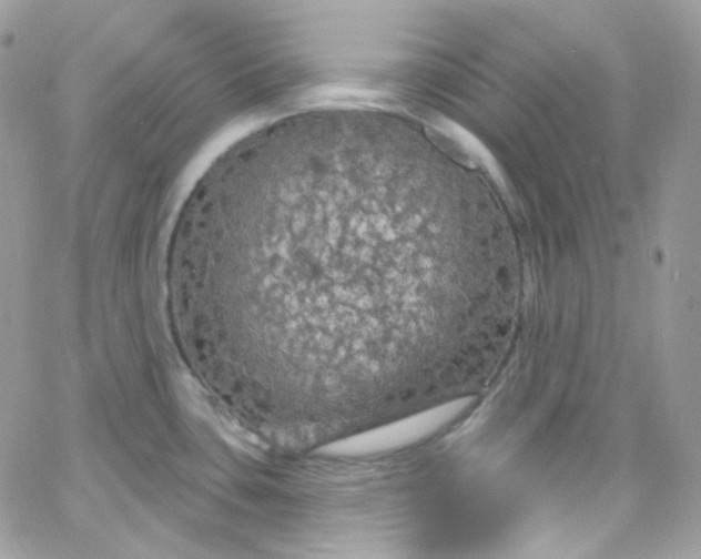 X0000066091435200603241446