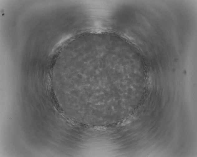 X0000066091446200603241445