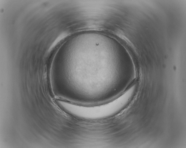 X0000066091450200603241445