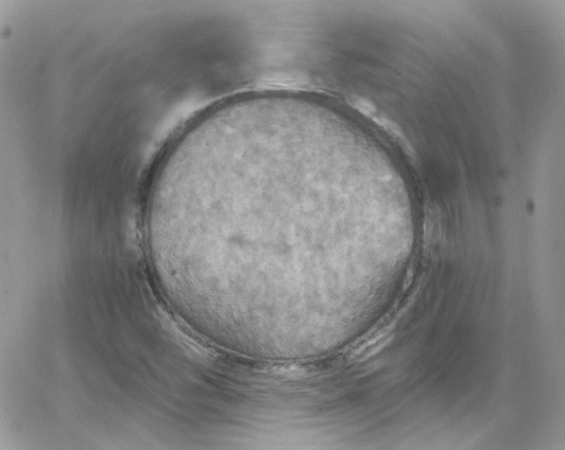 X0000066091454200603241445