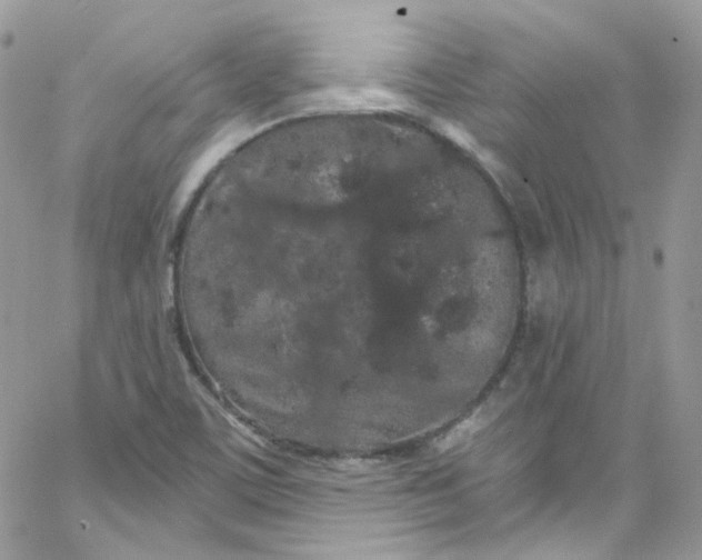 X0000066091459200603241445