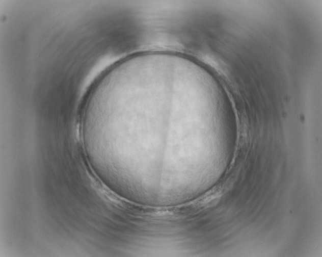 X0000066091462200603241445