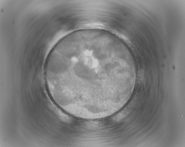 X0000066091470200603241444