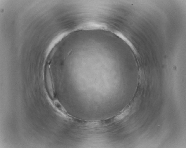 X0000066091477200603241444