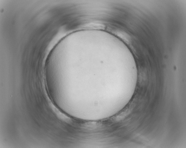 X0000066091478200603241444