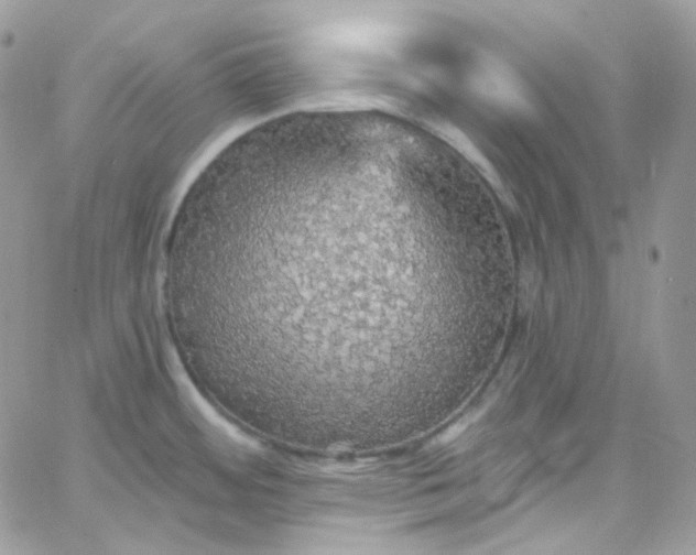 X0000066091484200603241444