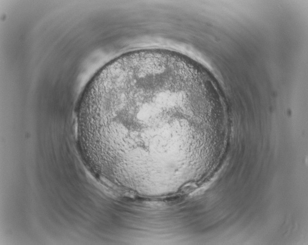 X0000066091509200603241444