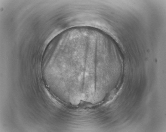 X0000066091513200603241444