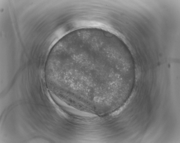 X0000066091521200603241444